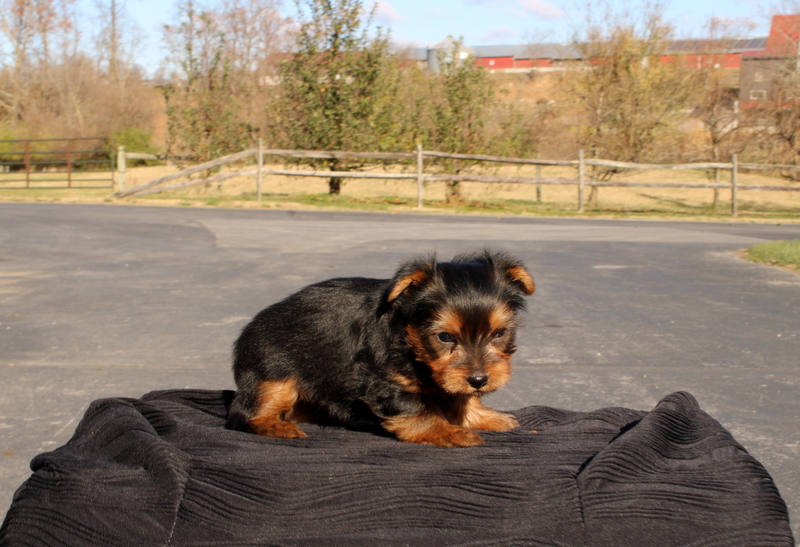 puppy, for, sale, Yokshire Terrier, Matthew B. Stoltzfus, dog, breeder, Gap, PA, dog-breeder, puppy-for-sale, forsale, nearby, find, puppyfind, locator, puppylocator, aca